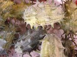 Cucumis kiwano metuliferus sierkomkommertjes zaden, Ophalen of Verzenden, Nieuw