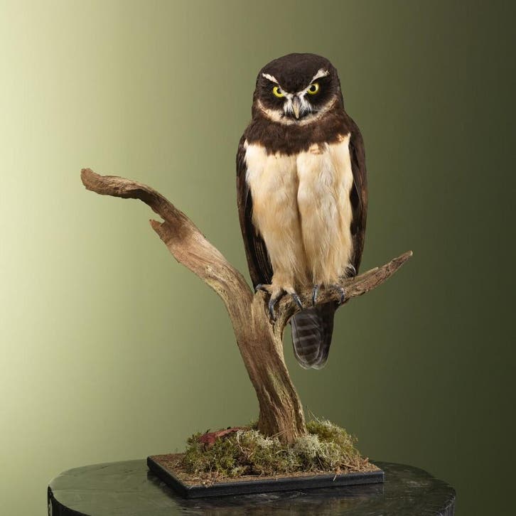 Briluil Taxidermie Opgezette Dieren By Max, Verzamelen, Dierenverzamelingen, Opgezet dier, Nieuw, Vogel, Ophalen of Verzenden