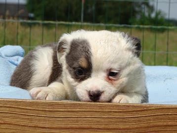 Old English Bulldog pups! | Mogen mee! Hartelijk welkom, Parvo, Nederland, 8 tot 15 weken, Bulldog