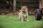 Shiba Inu pups te koop, Belgisch Shiba fokker, Dieren en Toebehoren, Parvo, België, 8 tot 15 weken, Poolhond