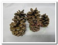 Dennenappels Oostenrijkers Blue Pine 15 stuks, Hobby en Vrije tijd, Knutselen, Ophalen of Verzenden, Nieuw