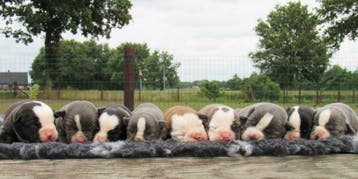 ARFE stamboom-registratie | Een stamboom voor iedere hond., Dieren en Toebehoren, Honden | Niet-rashonden, Nederland, 15 weken tot 1 jaar