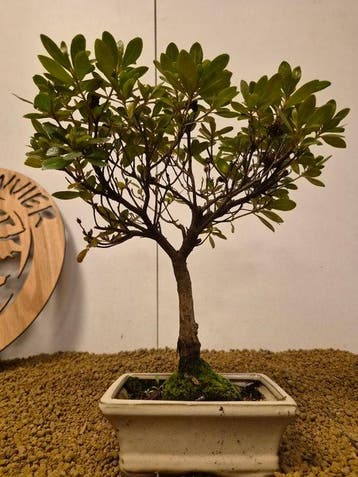 Azalea bonsai (Rhododendron) - Hoogte (boom): 30 cm - Diepte