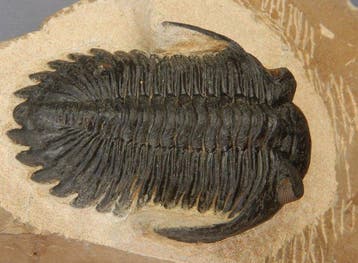 Trilobiet - Fossiel skelet - Hollardops mesocristata - 5.5