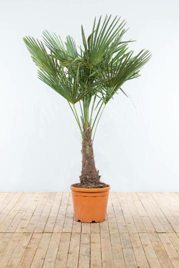 Chinese Waaierpalm / Trachycarpus Fortunei op stam 150-175