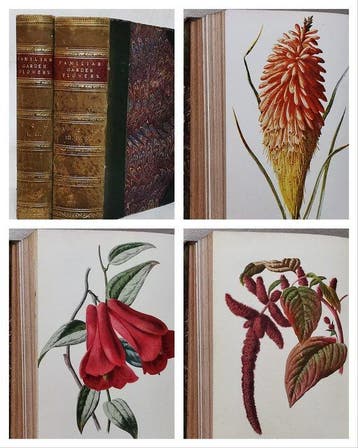 F. Edward Hulme - Familiar Garden Flowers (Complete Five