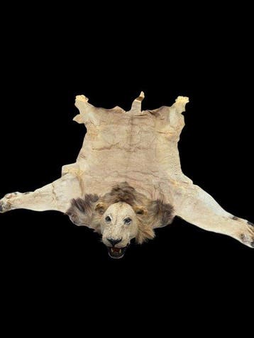 Leeuw Taxidermie volledige montage - Panthera Leo - with, Nieuw
