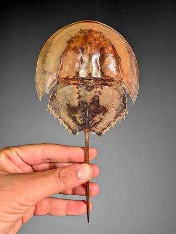 Mangrove-paardenschoenkrab Pantser - Carcinoscorpius, Nieuw