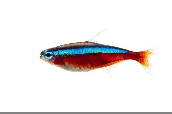 SUPER stuntprijs: 100 kardinalen €59.99, 100 neons €49,99, Dieren en Toebehoren, Vissen | Aquariumvissen, Vis, Zoetwatervis, Schoolvis