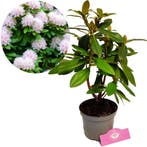 Rhododendron Cunninghams White Witte bloemen +, Tuin en Terras, Planten | Tuinplanten, Verzenden