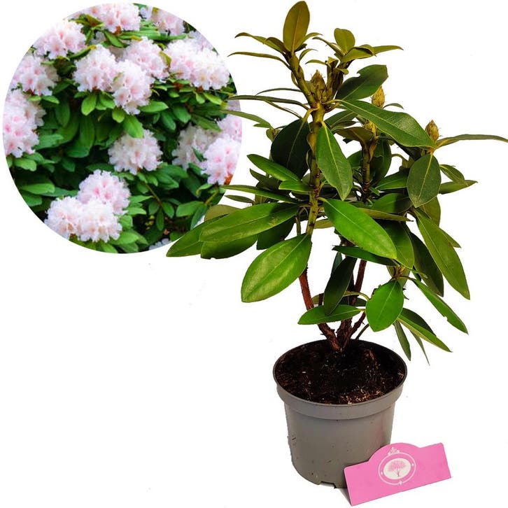 Rhododendron Cunninghams White Witte bloemen +, Tuin en Terras, Planten | Tuinplanten, Verzenden