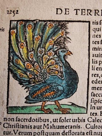 Sebastian Münster (1489–1552) - Cosmographia Universalis -, Antiek en Kunst