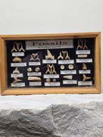 Vitrine met een verzameling authentieke fossiele tanden uit