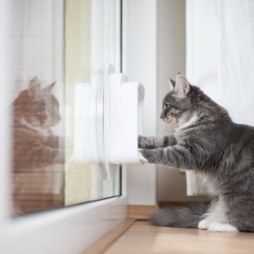 Enkel glas gehard/gelaagd met sparing voor kattenluik, Ophalen of Verzenden, Nieuw