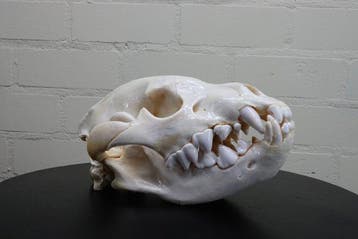 Hyena Taxidermie schoudermontage - Crocuta brunea - 25 cm -, Nieuw