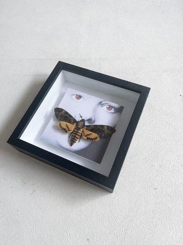 Mot Taxidermie volledige montage - Deaths-head Hawkmoth -