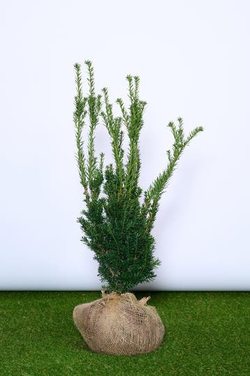 Taxus - Taxus Media Hillii - haagplanten 60 t/m 200cm, Ophalen of Verzenden, Taxus, Haag