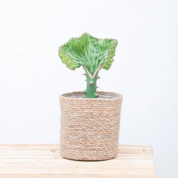 Green Bubble - Euphorbia lactea Cristata groen - 30cm, Ophalen of Verzenden