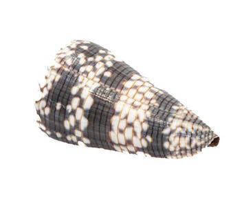 Zeldzaamheid van de Indische Oceaan: Conus zonatus (62 mm)