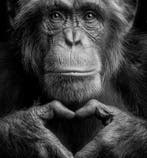 Rudy barret - Primal Love - XL