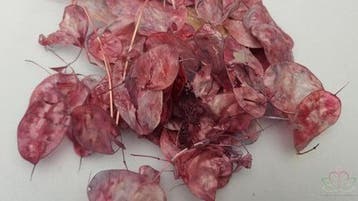 Lunaria Amethyst Kameleon Judaspenning, Ophalen of Verzenden, Nieuw