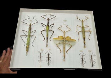 Rare monster stick insects perfect - ex French collection -, Nieuw