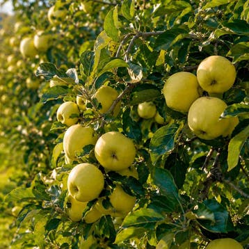 Appel Golden Delicious container (P9) Rozig, Wit, Verzenden