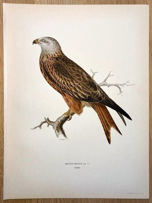 Von Wright brothers & Bror Halberg - Red kite lithographic, Verzamelen, Dierenverzamelingen