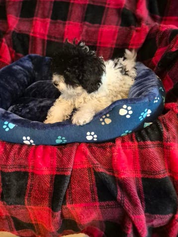 BOOMER / MALTIPOO PUP!  Teefje., Parvo, 8 tot 15 weken, Meerdere, Nederland