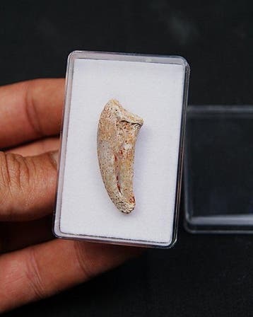 Dinosaurus - Gefossiliseerde klauw - Garra fósil