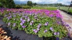 Geranium Bloom Me Away (Blauwpaars, Herfstplanten kopen?), Bodembedekkers, Volle zon, Vaste plant, Ophalen of Verzenden