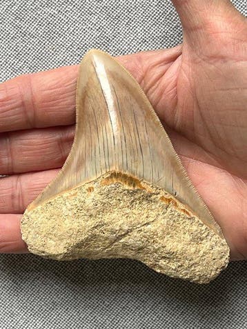 Megalodon-tand 10,0 cm - Fossiele tand - Carcharocles, Verzamelen