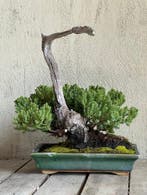 Jeneverbes bonsai (Juniperus) - Hoogte (boom): 27 cm -