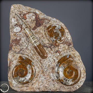 Natuurlijke Orthoceras-fossielen - paleontologische schatten
