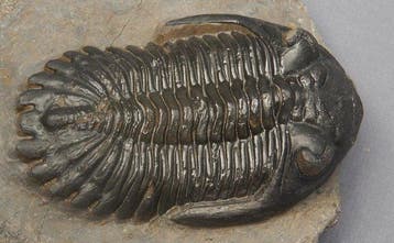 Trilobiet - Fossiel skelet - Hollardops mesocristata - 6 cm, Verzamelen