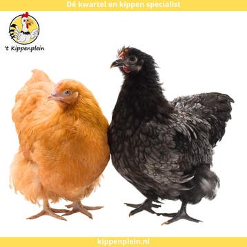 Orpington Groot - Jonge Hennen te Koop - Buff - Handtam, Meerdere dieren, Kip