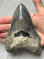 Grote Megalodon-tand, 14,0 cm - Fossiele tand - Carcharocles