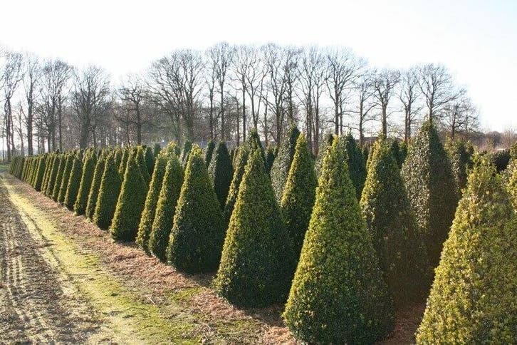 Palmboompje Buxus Sempervirens Kegel 80-90 Kluit, Tuin en Terras, Planten | Struiken en Hagen