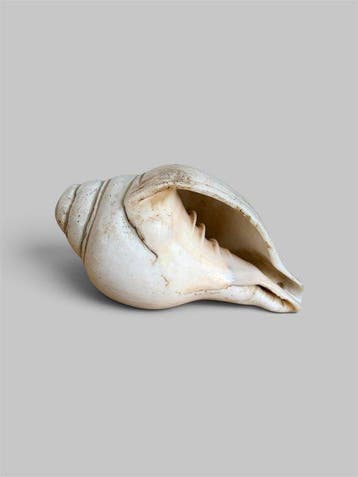 Oude rituele schelp. - Schelp - Himalayaregio