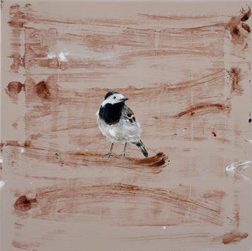 Matthieu van Riel - Witte kwikstaart