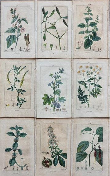 Francois Pierre Chaumeton / Ernestine Panckoucke - Lot with, Antiek en Kunst
