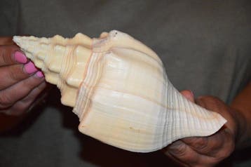 Zeeslak Zeeschelp - S-435 TURBINELLA ANGULATA (Zonder, Verzamelen, Nieuw