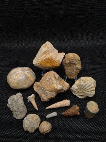 Mariene fossielenverzameling - Gefossiliseerd dier -