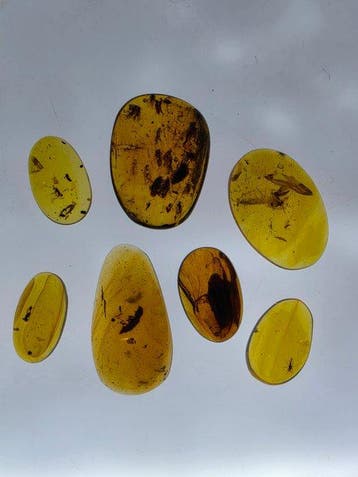 Birmese barnsteen - Barnsteen - Lot of 7 Natural Burmese