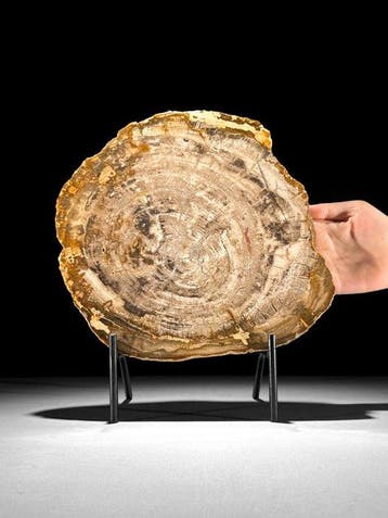 Prachtige schijf versteend hout op een op maat gemaakte