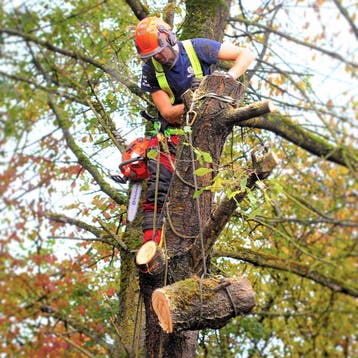Boom kappen bomen rooien stronken frezen snoeien in LIMBURG, Garantie, Tuinonderhoud of Snoeiwerk