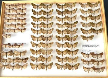 88x Noctuidae Uilen - Museum Lot Vestergaard 1958-1996, Nieuw