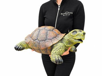 Beeld, XL Turtle 40cm - 17 cm - Hars, Antiek en Kunst