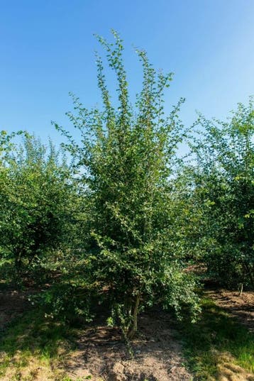 Crataegus monogyna meerstammig 200-250