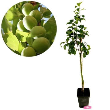 Prunus Domestica ‘Mirabelle de Nancy’ + pot 23, Tuin en Terras, Planten | Fruitbomen, Verzenden, Volle zon